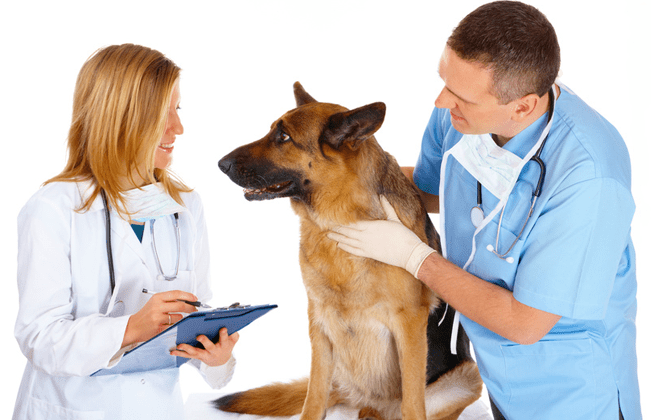consultari-veterinare