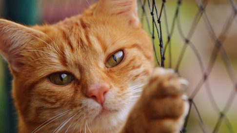 Pisicile si Virusul Imunodeficientei Feline (FIV)