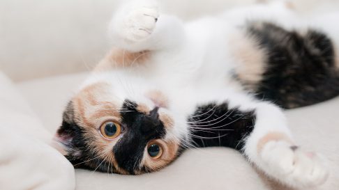 Piometrul la pisici: Cum il diagnosticam si ce e de facut