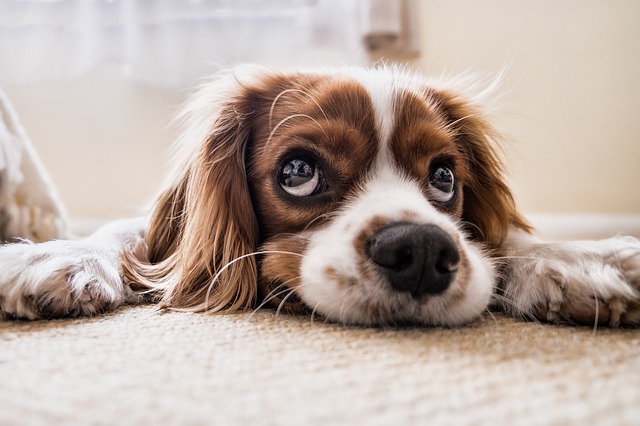 Artroza la câini: cauze, tipuri, simptome, tratament
