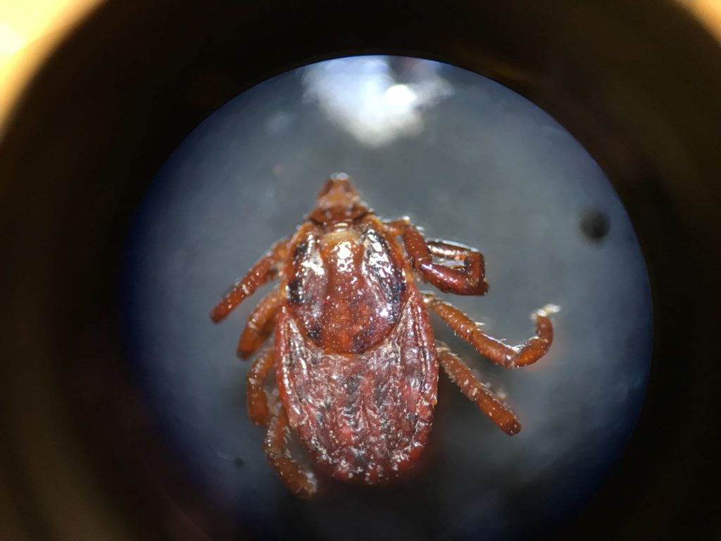 babesioza la caini