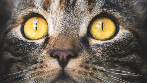 Toxoplasmoza si Pisicile: Ce este, cum se trateaza si ce facem pentru a o preveni?