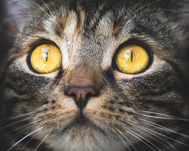 Toxoplasmoza si Pisicile: Ce este, cum se trateaza si ce facem pentru a o preveni?