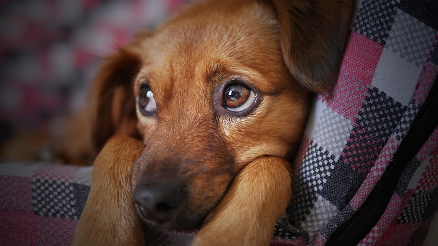 câini pododermatitis: tratament, imagine