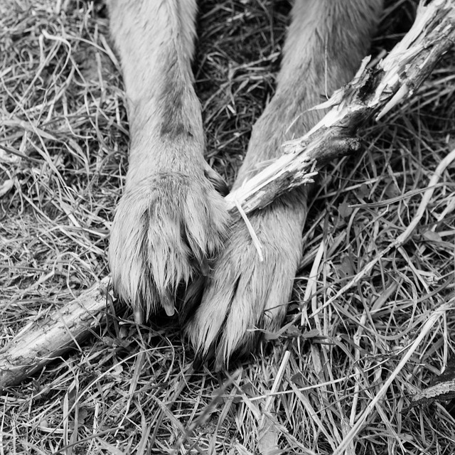 Aristele – Spicele de iarba de care trebuie sa iti feresti animalul pe timp de vara