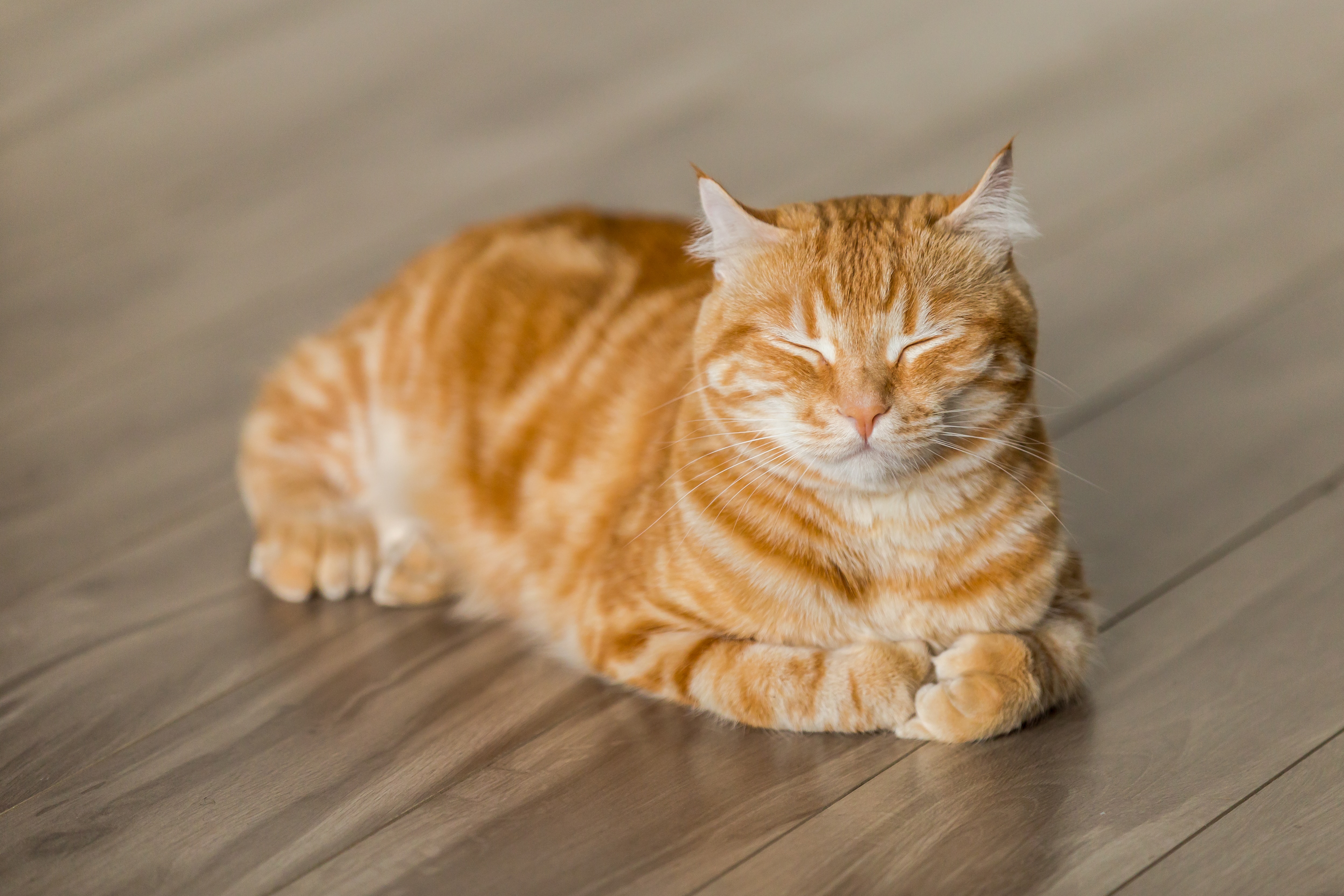 Cauzele pierderii în greutate la pisici