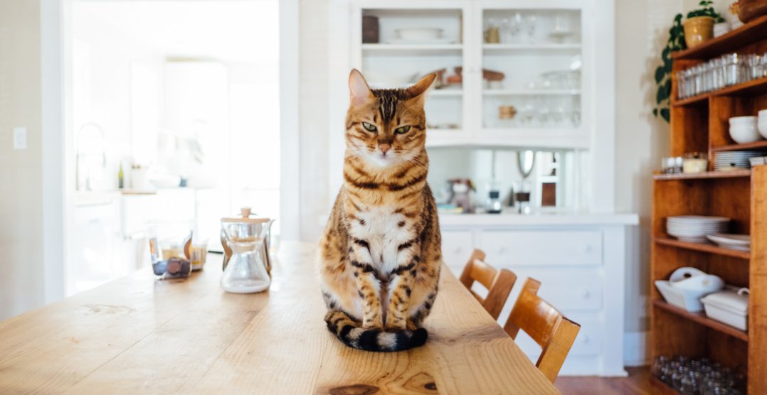 7 Comportamente ciudate ale pisicilor, care pot ascunde semnele unei boli