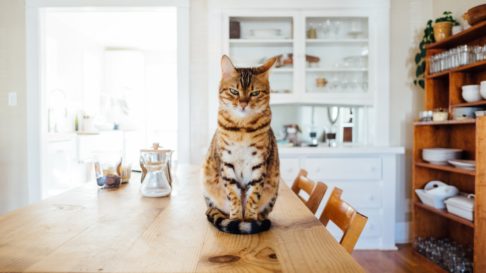 7 Comportamente ciudate ale pisicilor, care pot ascunde semnele unei boli