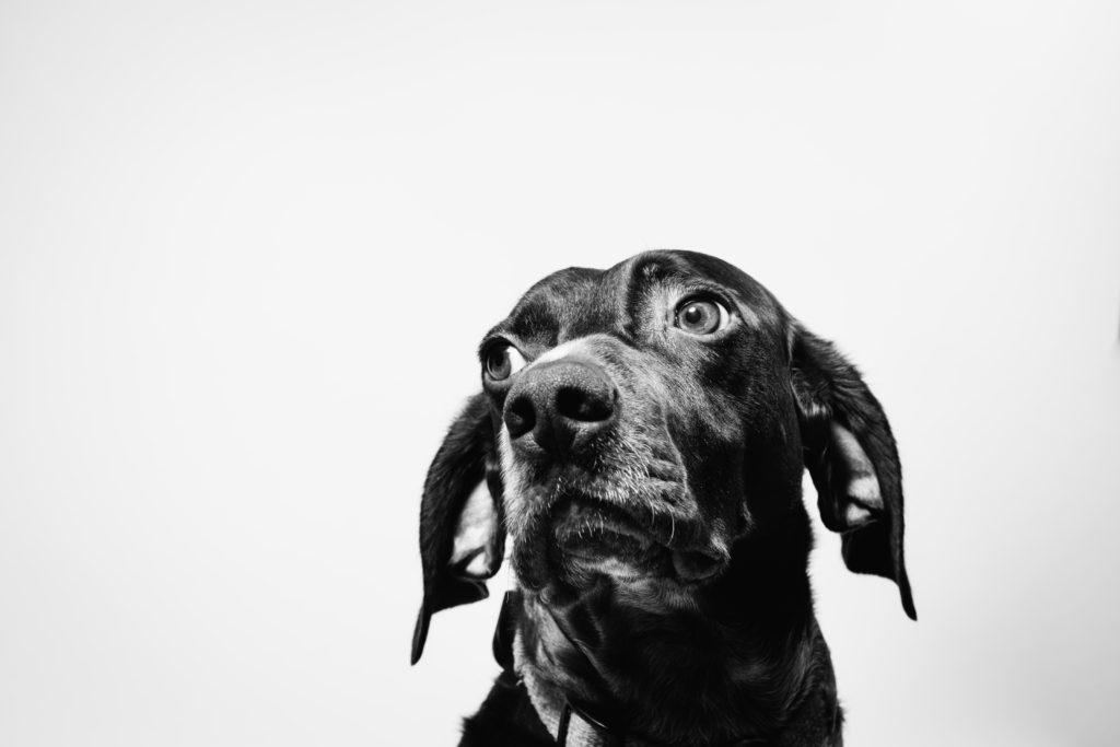 Herniated disc la câini: simptome și tratamente
