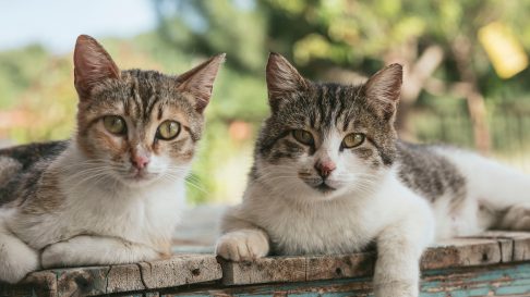 Sterilizarea si castrarea pisicilor: Beneficii si Recomandari