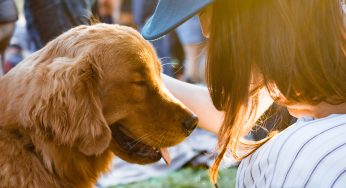 Primul ajutor pentru animale – 6 situatii de urgenta pentru care sa fii pregatit!