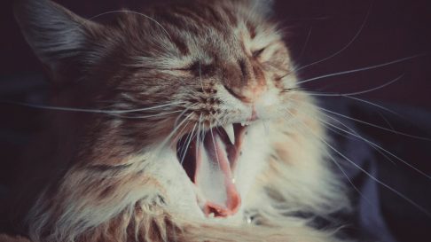 Respiratia urat mirositoare la pisici: Cauze si Tratament
