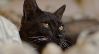cum să tratezi prostatita la pisici medicamente pentru prostatita super