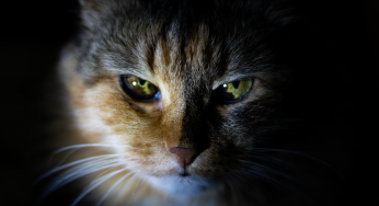 pierdere în greutate de felină veche)