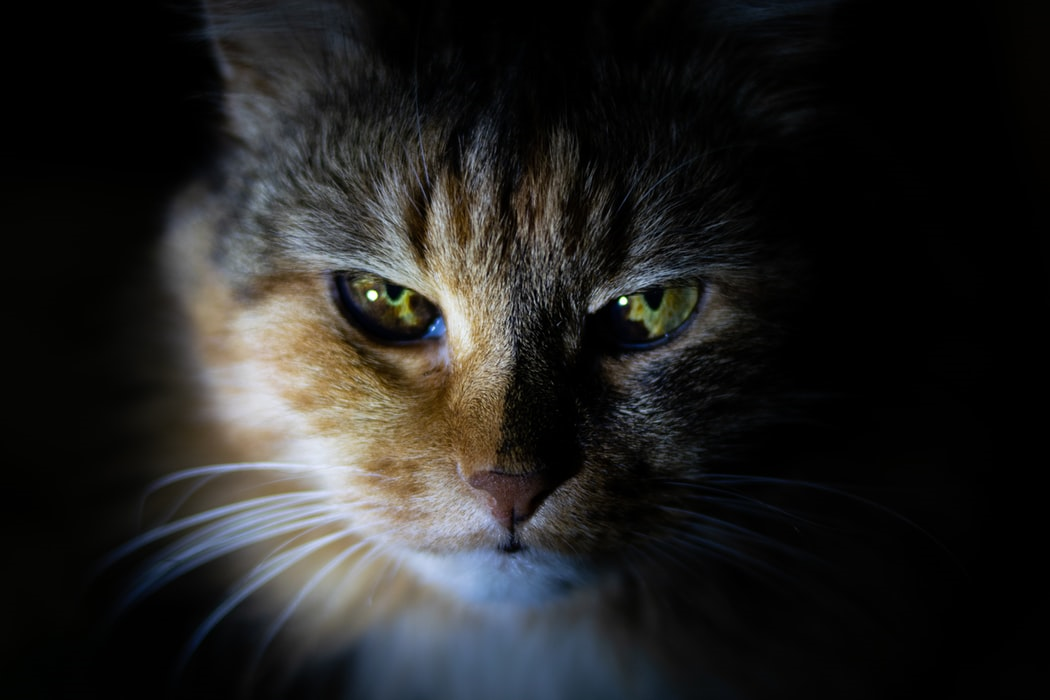 Rinotraheita la pisici – Cauze, Simptome si Tratament