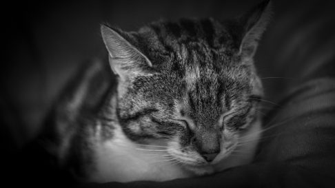 Rinotraheita la pisici – Cauze, Simptome si Tratament