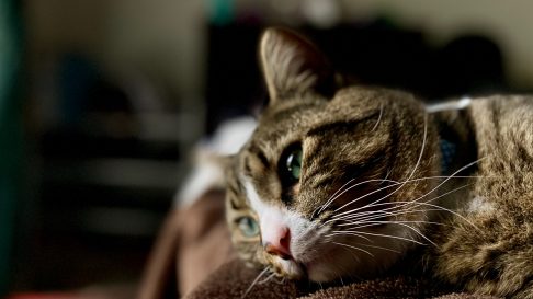 PIF – Peritonita infectioasa felina: Cauze si Simptome