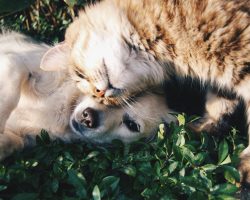 Pet Wellness Month: sănătatea începe cu prevenție, echilibru și grijă zilnică