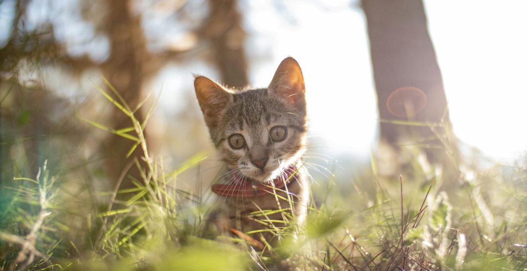 8 Octombrie – Pet Obesity Awareness Day: cum îți menții câinele sau pisica în formă