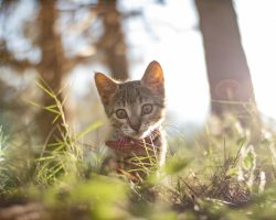 8 Octombrie – Pet Obesity Awareness Day: cum îți menții câinele sau pisica în formă
