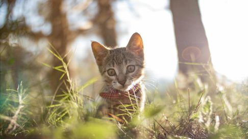 8 Octombrie – Pet Obesity Awareness Day: cum îți menții câinele sau pisica în formă