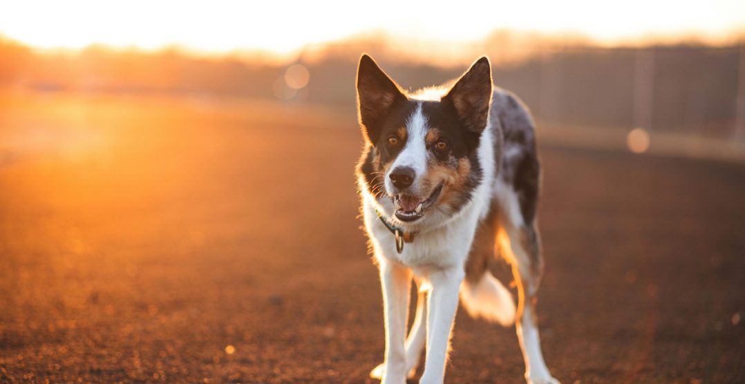 Pericolele de Revelion pentru animale | Ghid de siguranță 