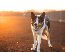 Pericolele de Revelion pentru animale | Ghid de siguranță