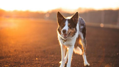 Pericolele de Revelion pentru animale | Ghid de siguranță 