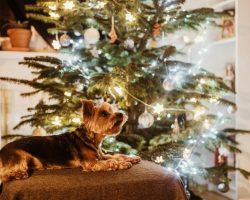 Siguranța animalelor de companie de sărbători: ghid veterinar complet