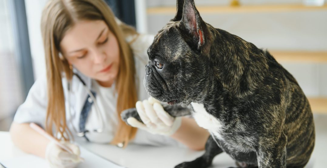 Importanța consultului veterinar anual la câini și pisici 