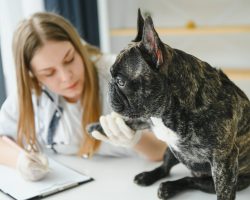 Importanța consultului veterinar anual la câini și pisici