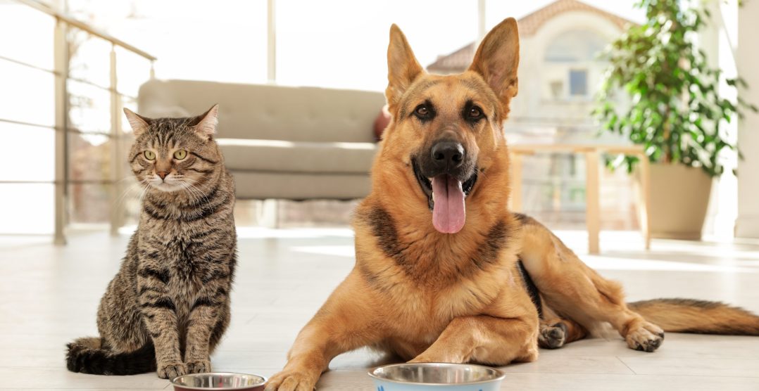 Alimente toxice pentru câini și pisici – Ce nu au voie să mănânce și când este nevoie de veterinar