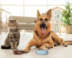 Alimente toxice pentru câini și pisici – Ce nu au voie să mănânce și când este nevoie de veterinar