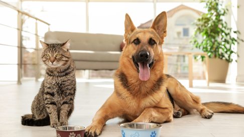Alimente toxice pentru câini și pisici – Ce nu au voie să mănânce și când este nevoie de veterinar