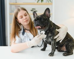 Câinele tușește? Ce poate însemna o tuse persistentă?