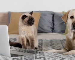Cum alegi produsele potrivite pentru îngrijirea câinelui și pisicii?