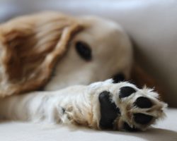 Semne că animalul tău nu se simte bine