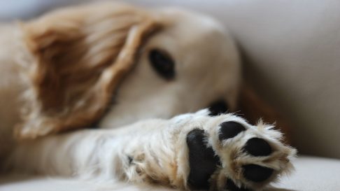 Semne că animalul tău nu se simte bine Semne că animalul tău nu se simte bine