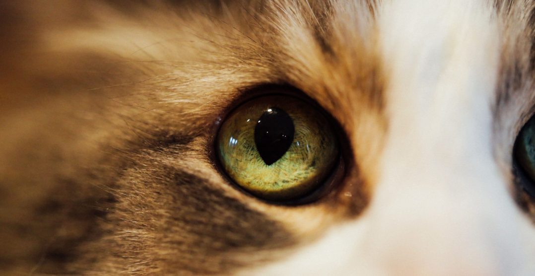 Ce îți pot spune ochii animalului despre sănătatea sa?