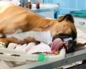 chien intubÃ© sur la table d'opÃ©ration