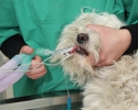 Veterinary surgery, anesthetic devices and dog