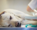 Ill labrador retriever in veterinary clinic.