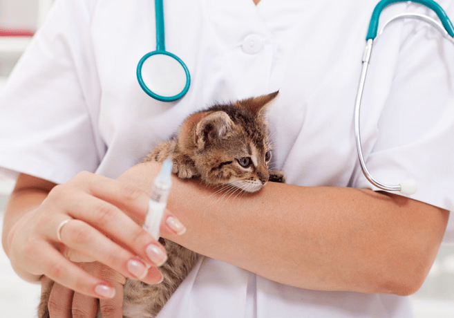 vaccinari-pisici